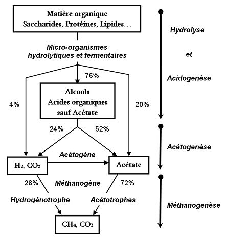 Schéma de la chaîne trophique de la méthanogenèse et ses différentes étapes