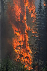 Un feu de forêt dans le Wyoming