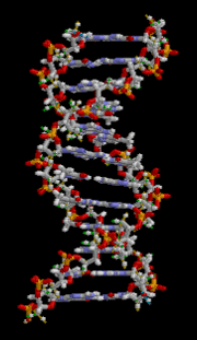 Structure 3D de la molécule d'ADN