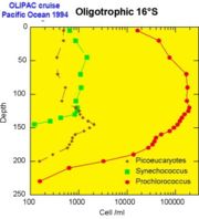 Distribution verticale du picoplancton dans le Pacifique