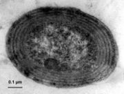 Prochlorococcus vu en microscopie électronique