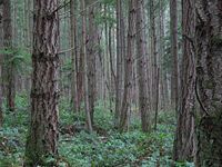 Forêt tempérée  résineux, îles San Juan dans l'État de Washington