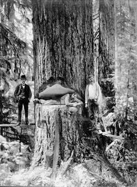 Le recul des forêts anciennes et la régression du bois mort ont des causes humaines qui n'ont pas attendu l'invention de la tronçonneuse pour s'exerceres bûcherons œuvraient dans la Lower Columbia au Canada, en Oregon, en 1905, mais les forêts chinoises avaient déjà fortement régressé il y a plus de 5000 ans.