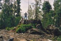Même dans certains pays riches, une gestion peu respectueuse de la biodiversité est critiquée, notamment pour l'absence de préservation de réseaux de forêts anciennes protégées (ici en Tasmanie).