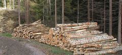 La mécanisation a encouragé la fragmentation écologique des forêts par les routes