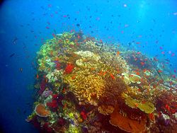 Face à l'extrême richesse et productivité biologique des zones corraliennes en biodiversité, l'océan libre est parfois qualifié de « désert de vie »