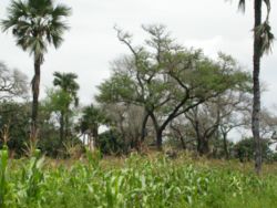 Agrosylviculture au Burkina Faso, avec Borassus akeassii et Faidherbia albida