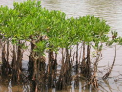 La mangrove est un exemple particulier d'écotone développant des fonctions particulièreslle n'est présente que là où l'eau est salée (ici sur les berges de la rivière Vellikeel, Kannur District, Kerala, Inde