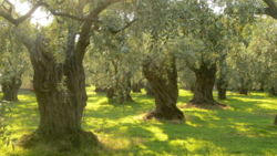 graminées et herbacées sous oliviers séculaires