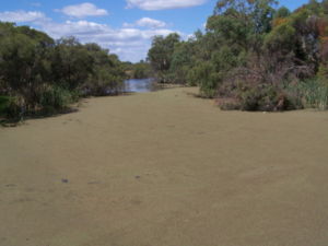 L'algue Kalodinium micrum peut couvrir la totalité de la surface de l'eau et bloquer la pénétration de la lumière (Canning River, Australie).