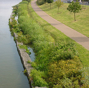 Lagunage linéaire, en bordure de la Deûle Canalisée en aval de Lille, réalisé par VNF(photo de 2004)