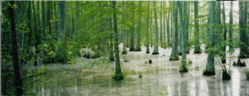 Hors zone tropicale, les forêts humides inondées sont devenues rares (ici à la confluence de la « Tubby Creek » et de la « Wolf River » (Holly Springs National Forest, près d'Ashland, Mississippi, USA).