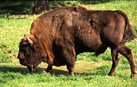 Avec l'élargissement de l'Union européenne, le bison d'Europe fait désormais partie du patrimoine naturel européen à protéger.